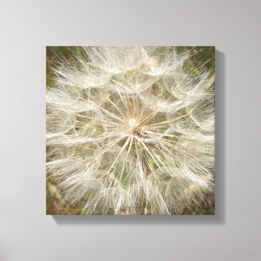 Milkweed Seed Pod Macro Canvas Afdruk (Voorkant)