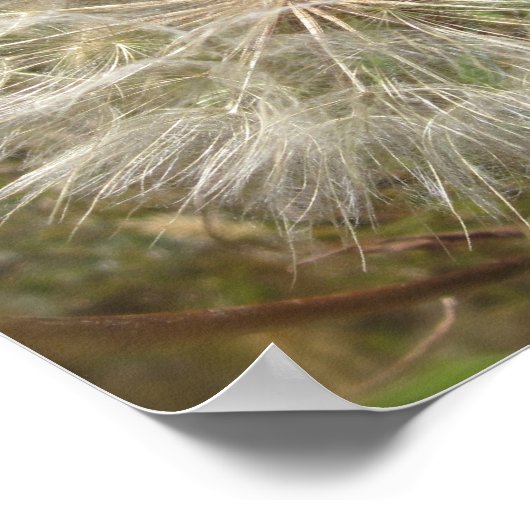 Milkweed Seed Pod Macro Poster (Hoek)