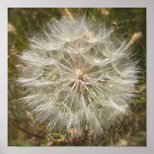 Milkweed Seed Pod Macro Poster (Voorkant)