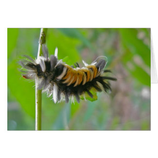 Milkweed Tussock Moth Caterstyle Items