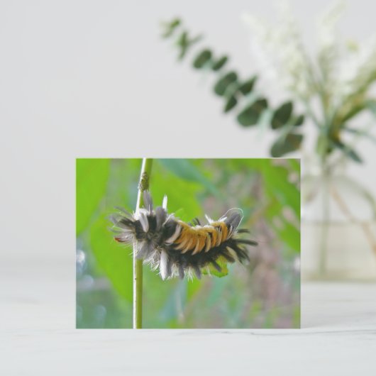 Milkweed Tussock Moth Caterstyle Items Briefkaart (Staand voorkant)