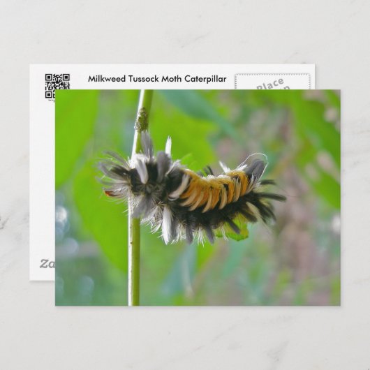 Milkweed Tussock Moth Caterstyle Items Briefkaart (Voorkant / Achterkant)