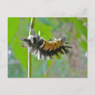 Milkweed Tussock Moth Caterstyle Items Briefkaart