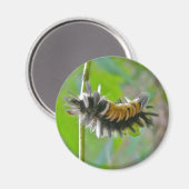 Milkweed Tussock Moth Caterstyle Items Magneet (Voorkant / Achterkant)