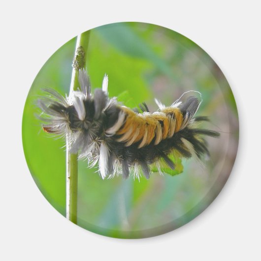 Milkweed Tussock Moth Caterstyle Items Magneet (Voorkant)