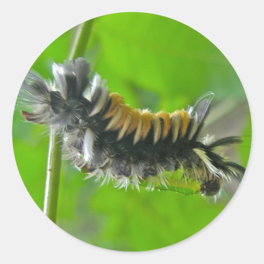 Milkweed Tussock Moth Caterstyle Items Ronde Sticker (Voorkant)