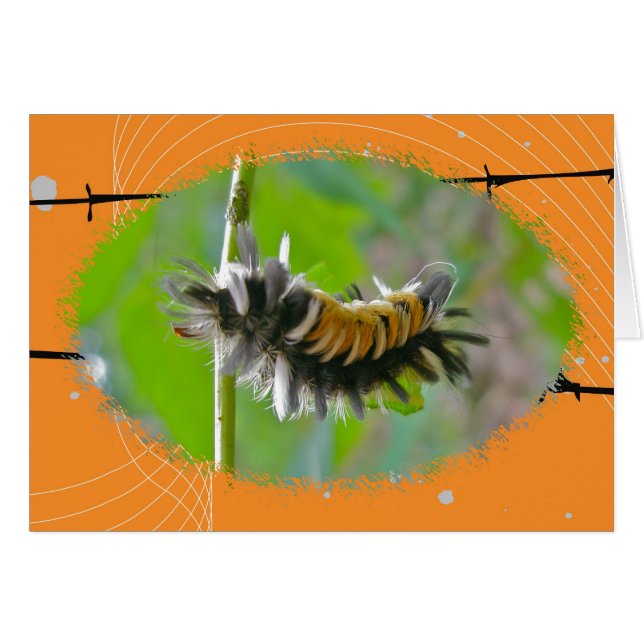 Milkweed Tussock Moth Caterstyle Oranje Items (Voorkant Horizontaal)