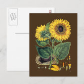 Miller: Zonnebloem Briefkaart (Voorkant / Achterkant)