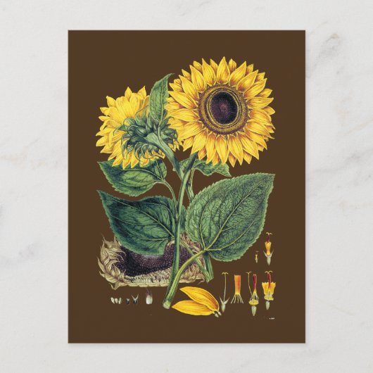 Miller: Zonnebloem Briefkaart (Voorkant)