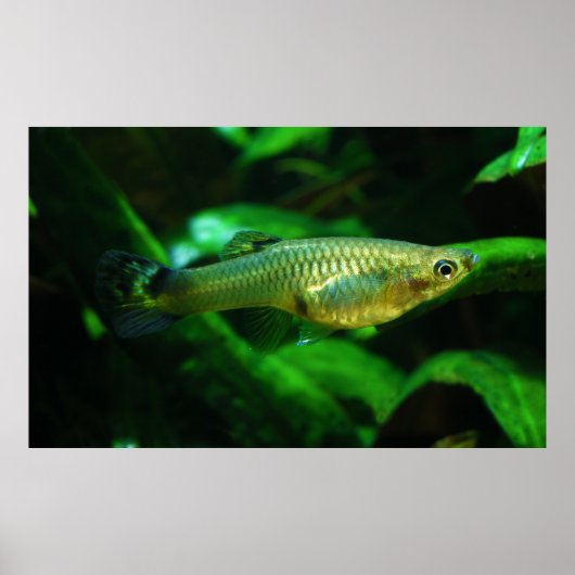 Millionfish of Guppy Poecilia Reticulata Poster (Voorkant)