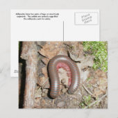Millipede Briefkaart (Voorkant / Achterkant)