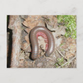 Millipede Briefkaart (Voorkant)