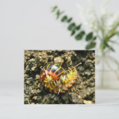 Millipede Polydesmida (Sigmoria aberrans) Briefkaart (Staand voorkant)