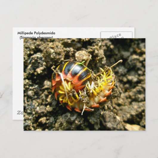Millipede Polydesmida (Sigmoria aberrans) Briefkaart (Voorkant / Achterkant)