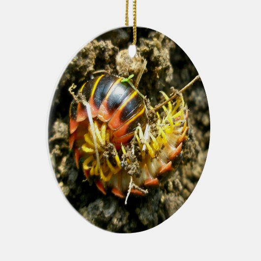 Millipede Polydesmida (Sigmoria aberrans) Keramisch Ornament (Rechts)