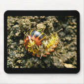 Millipede Polydesmida (Sigmoria aberrans) Muismat (Voorkant)