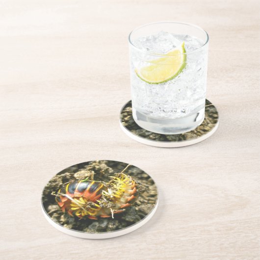 Millipede Polydesmida (Sigmoria aberrans) Zandsteen Onderzetter (Zijkant)