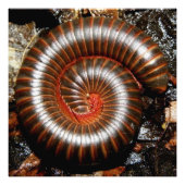 Millipede Spiral Foto Afdruk (Voorkant)