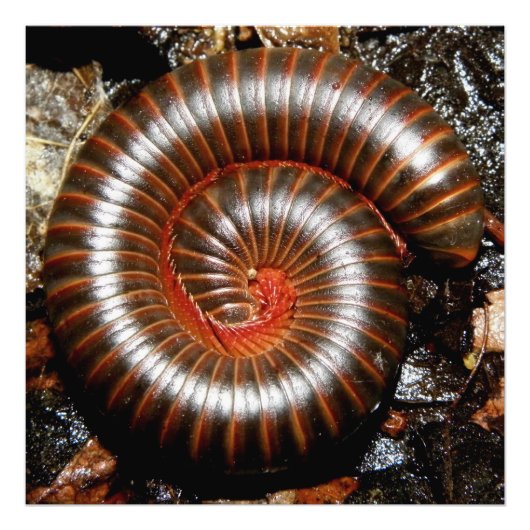 Millipede Spiral Foto Afdruk (Voorkant)