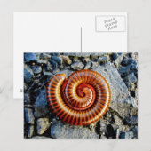 Millipede Trigoniulus Corallinus Curled Arthropod Briefkaart (Voorkant / Achterkant)