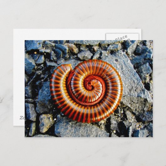 Millipede Trigoniulus Corallinus Curled Arthropod Briefkaart (Voorkant / Achterkant)