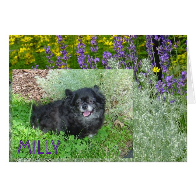 Milly's Card (Voorkant Horizontaal)