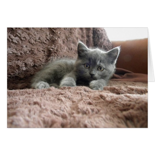 Milo Piddlewhiskers (Voorkant Horizontaal)