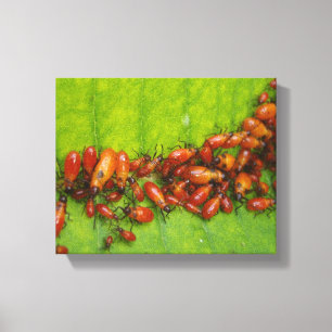 Milroed Bugs op Milkweed Leaf Canvas Afdruk
