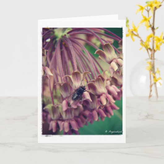 Milroos en Fly Kaart (Gele Bloem)