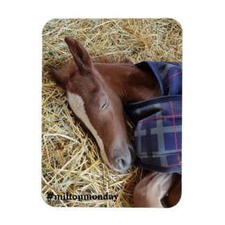 Milton Maandag Magnet Magneet