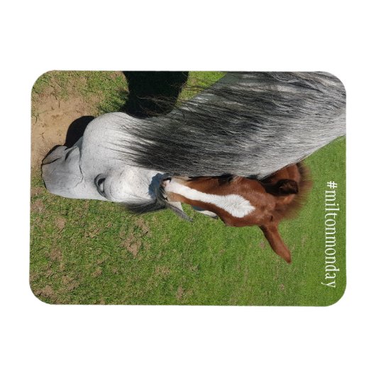 Milton Maandag Magnet Magneet (Horizontaal)