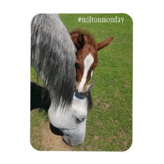 Milton Maandag Magnet Magneet