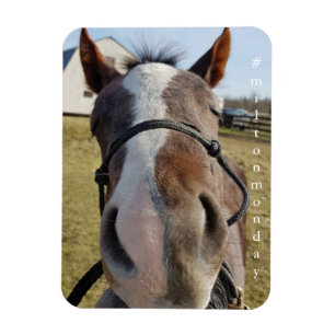 Milton Maandag magnet Magneet