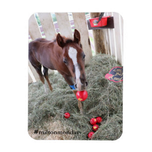 Milton Maandag Magnet Magneet