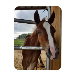 Milton Maandag Magnet Magneet