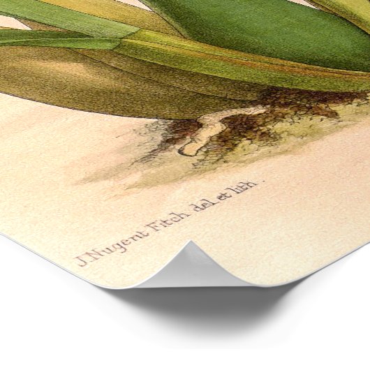 Miltonia candida Orchid Poster (Hoek)