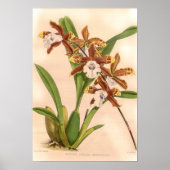 Miltonia candida Orchid Poster (Voorkant)