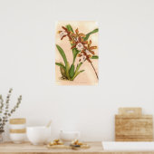 Miltonia candida Orchidee Poster (Keuken)