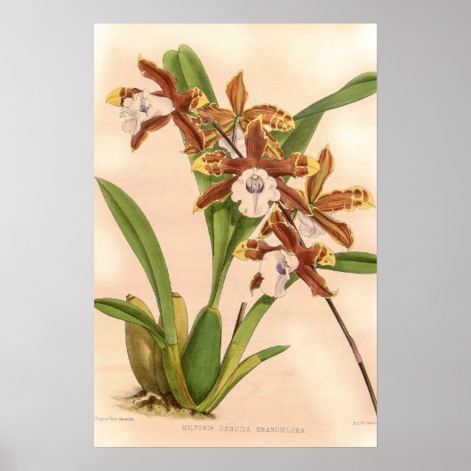 Miltonia candida Orchidee Poster (Voorkant)