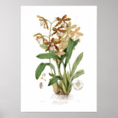 Miltonia candida poster (Voorkant)