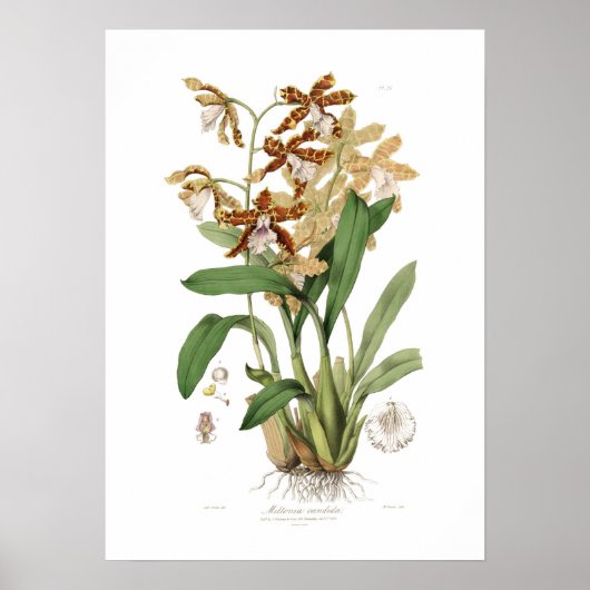 Miltonia candida poster (Voorkant)