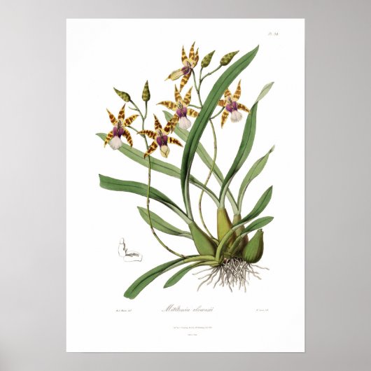 Miltonia clowesii. poster (Voorkant)