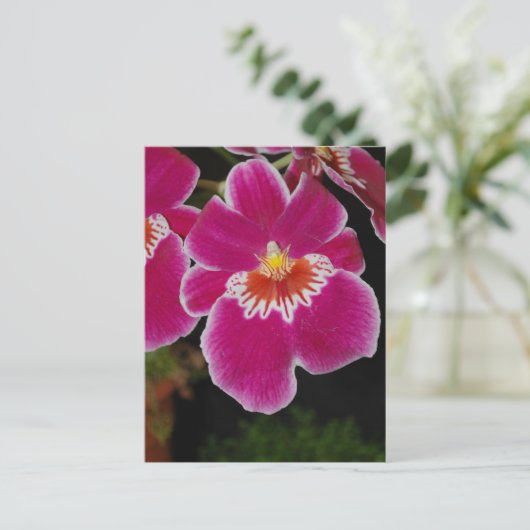 Miltonia Eros pansy orchidee Briefkaart (Staand voorkant)