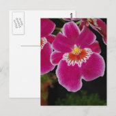 Miltonia Eros pansy orchidee Briefkaart (Voorkant / Achterkant)