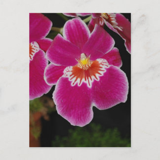 Miltonia Eros pansy orchidee Briefkaart