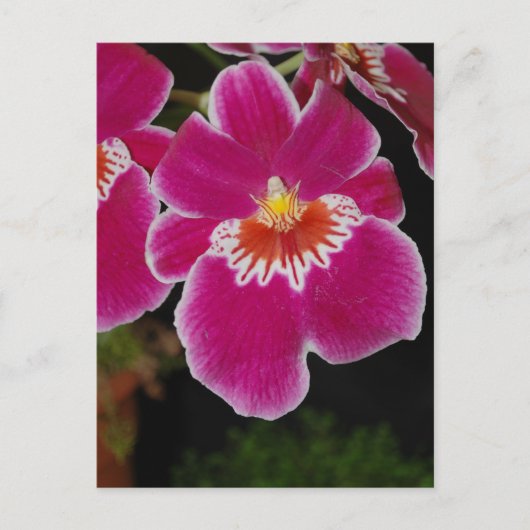 Miltonia Eros pansy orchidee Briefkaart (Voorkant)