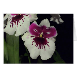 Miltonia hybride orchidee