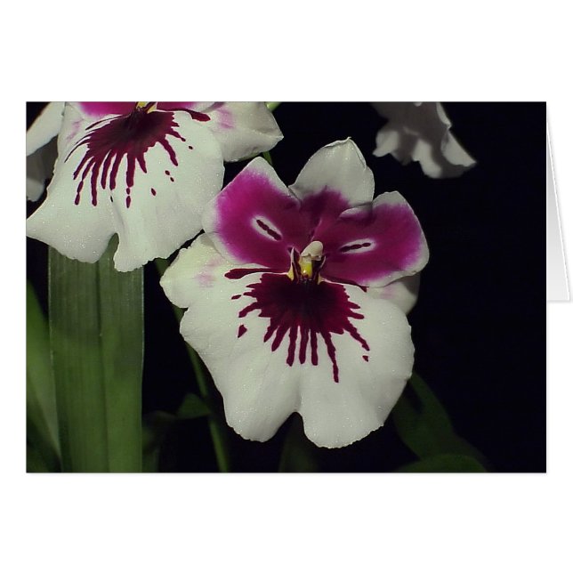 Miltonia hybride orchidee (Voorkant Horizontaal)