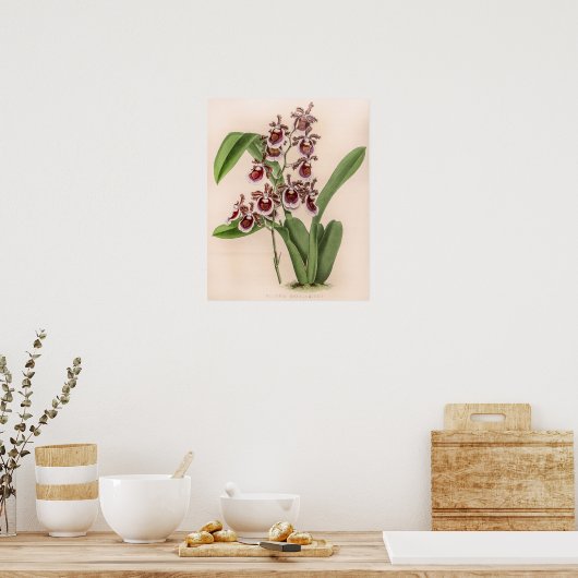  Miltonia Orchidee Flower Poster (Keuken)