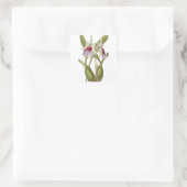 Miltonia Spectabilis orchid botanical sticker (Tas)